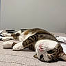 cat, tabby_cat, white_paw, lying_down, bed, indoor, pet, relaxed, fur, whiskers, close_up, animal, cute, sleepy, resting, domestic_cat, pink_nose, striped_fur, calm, cozy