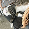Margot joined the competition — help win amazing prizes! cat, tabby_cat, white_cat, sleeping, resting, wicker_chair, cushion, indoor, furniture, relaxed, pet, cozy, paw, pink_nose, striped_fur, floor, home, domestic_animal, chair, animal