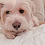 animal, calm, canine, close_up, curious, cute, dog, domestic_animal, fluffy, furry, indoor, lying_down, nose, paw, pet, portrait, quilted_bed, soft_texture, whiskers, white_dog