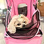 dog, white_dog, small_dog, pet, stroller, pink_stroller, mesh_screen, indoor, cute, fluffy, animal, pet_accessory, curious, adorable, portrait, close_up, fur, face, leisure, companion