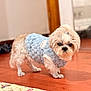 dog, small_dog, blue_sweater, fur, wooden_floor, indoor, pet, cute, animal, flooring, patterned_mat, cozy, fur_tied, standing, expression, home, domestic_animal, companion, portrait, adorable
