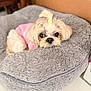 dog, small_dog, pet, bed, plush_bed, pink_sweater, fur, cute, indoors, resting, animal, cozy, topknot, fluffy, closeup, portrait, relaxed, companion, adorable, soft