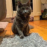 Freyr is registered to the contest to win money with this photo: cat, gray_cat, pet, indoor, kitchen, rug, wooden_floor, furniture, appliance, curious, sitting, fur, whiskers, ears, domestic_animal, floor, home, cozy, soft_texture, animal