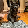 cat, gray_cat, pet, indoor, kitchen, rug, wooden_floor, furniture, appliance, curious, sitting, fur, whiskers, ears, domestic_animal, floor, home, cozy, soft_texture, animal