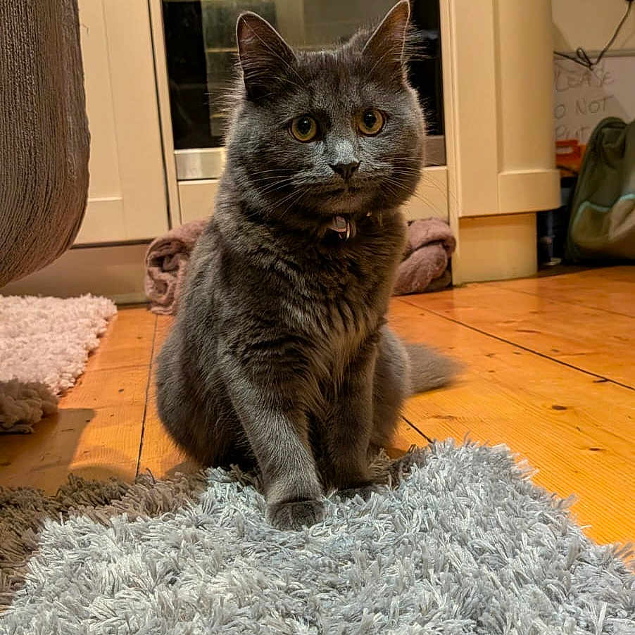 Freyr is registered to the contest to win money with this photo: animal, appliance, cat, cozy, curious, domestic_animal, ears, floor, fur, furniture, gray_cat, home, indoor, kitchen, pet, rug, sitting, soft_texture, whiskers, wooden_floor