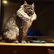 Draco Ilower is registered to the contest to win money with this photo: cat, fluffy, sitting, indoor, wooden_shelf, tv_screen, pet, feline, fur, domestic_animal, animal, living_room, household, mammal, portrait, cute, furry, whiskers, ears, alert