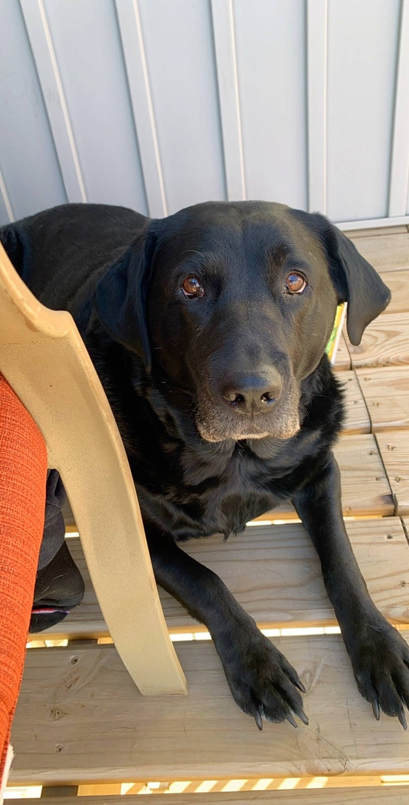Sadie joined the competition — help win amazing prizes! borador, canidae, carnivore, collar, companion_dog, dog, dog_breed, dog_collar, fawn, fur, guard_dog, gun_dog, labrador_retriever, liver, pet_supply, retriever, snout, sporting_group, whiskers, working_animal