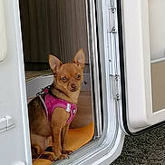 Léa a rejoint le concours — aidez-le/la à gagner de superbes lots ! dog, small_dog, brown_dog, pink_harness, pet, animal, doorway, vehicle, van, curious, alert, sitting, indoor, fur, ears, looking, canine, companion, cute, tiny