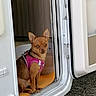 dog, small_dog, brown_dog, pink_harness, pet, animal, doorway, vehicle, van, curious, alert, sitting, indoor, fur, ears, looking, canine, companion, cute, tiny