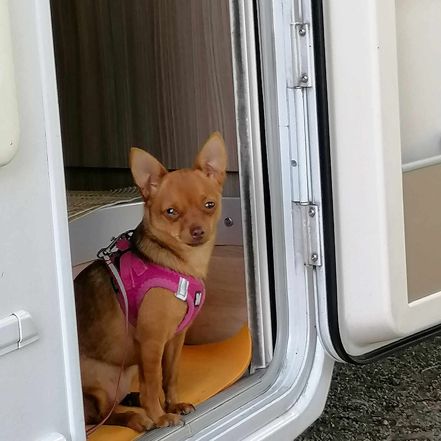 Léa a rejoint le concours — aidez-le/la à gagner de superbes lots ! dog, small_dog, brown_dog, pink_harness, pet, animal, doorway, vehicle, van, curious, alert, sitting, indoor, fur, ears, looking, canine, companion, cute, tiny