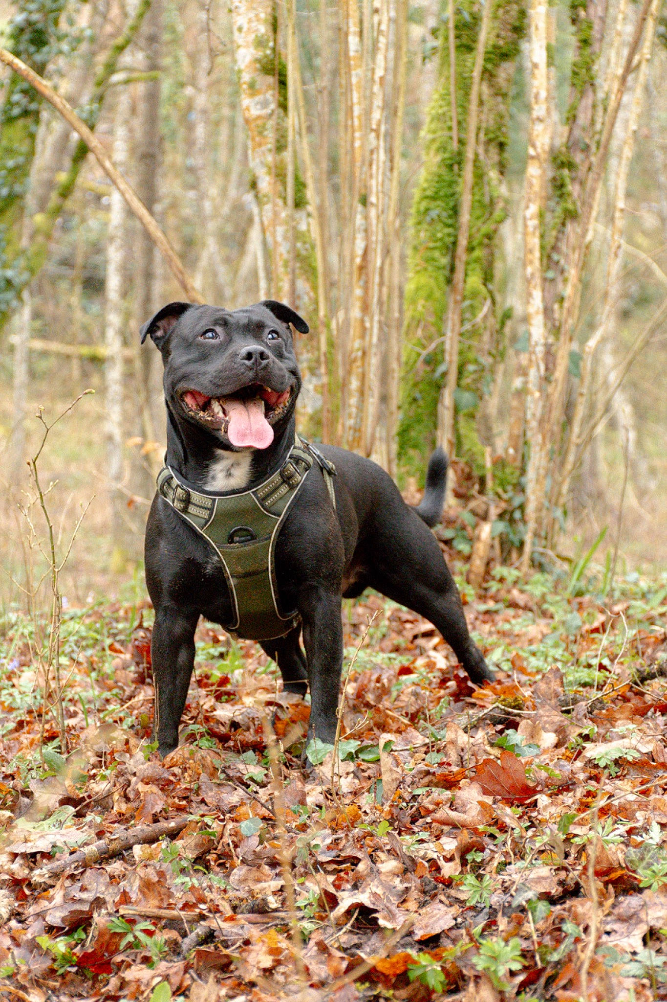 Mitch a rejoint le concours — aidez-le/la à gagner de superbes lots ! carnivore, companion_dog, deciduous, dog, dog_breed, fawn, forest, grass, jungle, northern_hardwood_forest, personal_protective_equipment, plant, recreation, sporting_group, temperate_broadleaf_and_mixed_forest, terrestrial_animal, tree, wood, woodland, working_animal