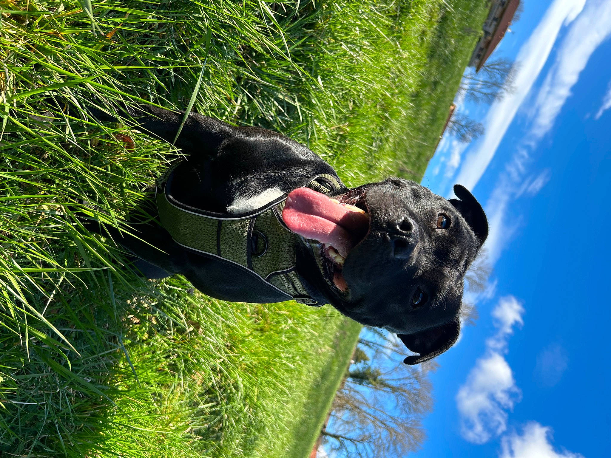 Mitch a rejoint le concours — aidez-le/la à gagner de superbes lots ! adventure, canidae, carnivore, cloud, collar, companion_dog, dog, dog_breed, dog_collar, grass, helmet, personal_protective_equipment, plant, sculpture, sky, snout, sporting_group, tree, water, working_animal