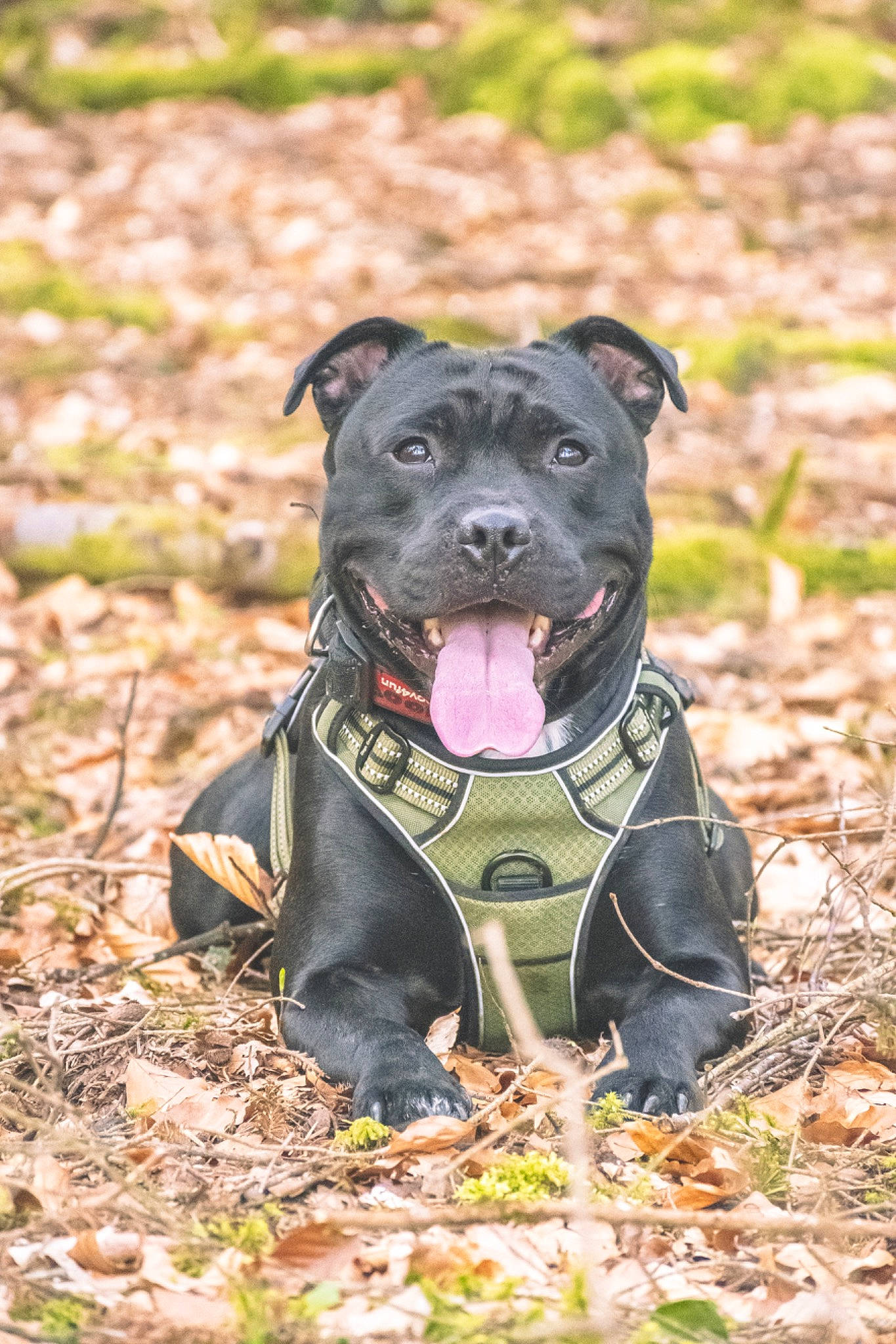 Mitch participe au concours pour gagner de l'argent avec cette photo : canidae, canis_panther, carnivore, collar, companion_dog, dog, dog_breed, dog_collar, fawn, grass, guard_dog, hunting_dog, leash, molosser, non_sporting_group, plant, sporting_group, whiskers, working_animal, working_dog
