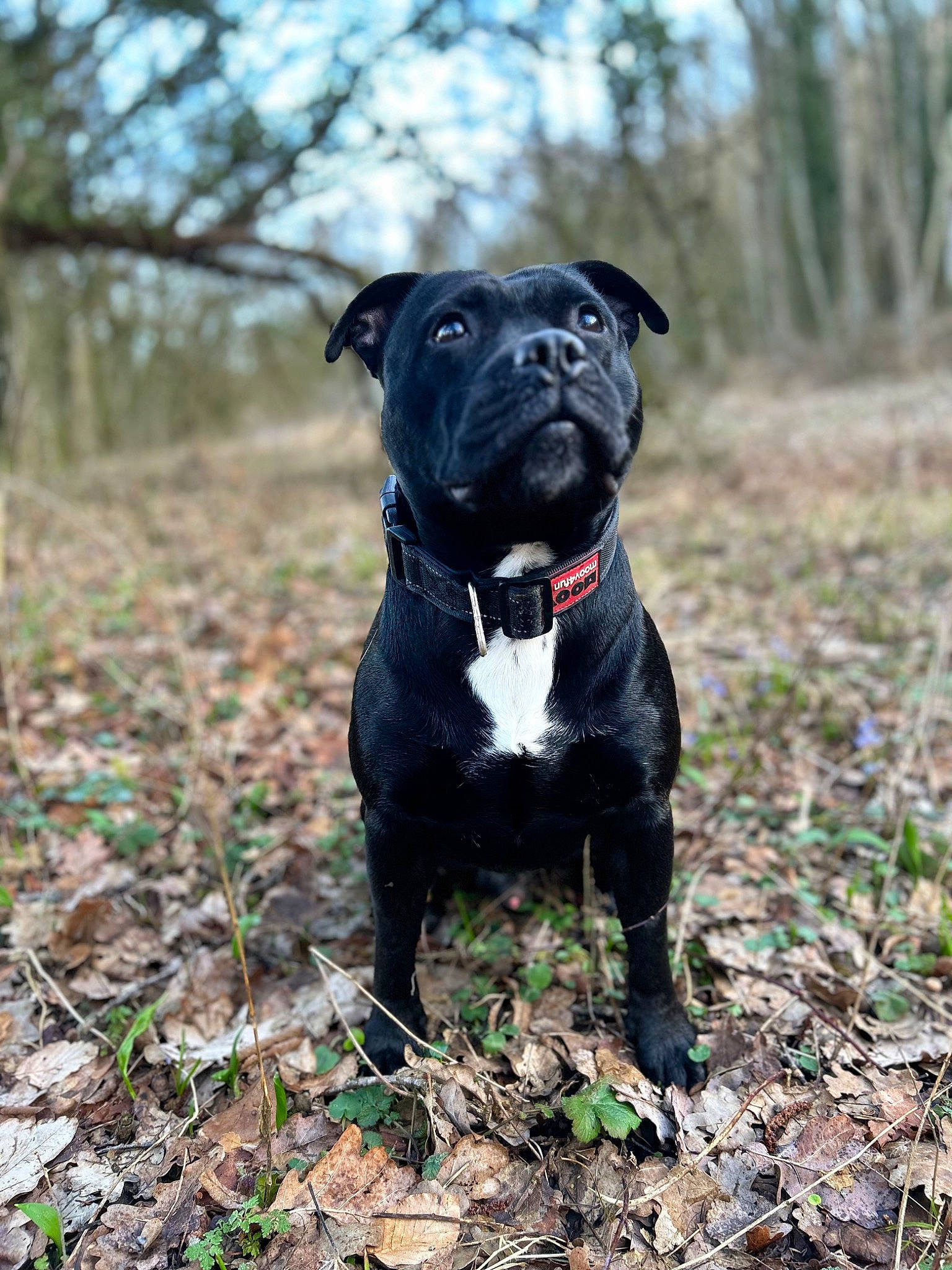 Mitch a rejoint le concours — aidez-le/la à gagner de superbes lots ! canidae, carnivore, collar, companion_dog, dog, dog_breed, dog_collar, fawn, grass, guard_dog, molosser, plant, snout, sporting_group, tail, terrestrial_animal, tree, whiskers, working_animal, working_dog