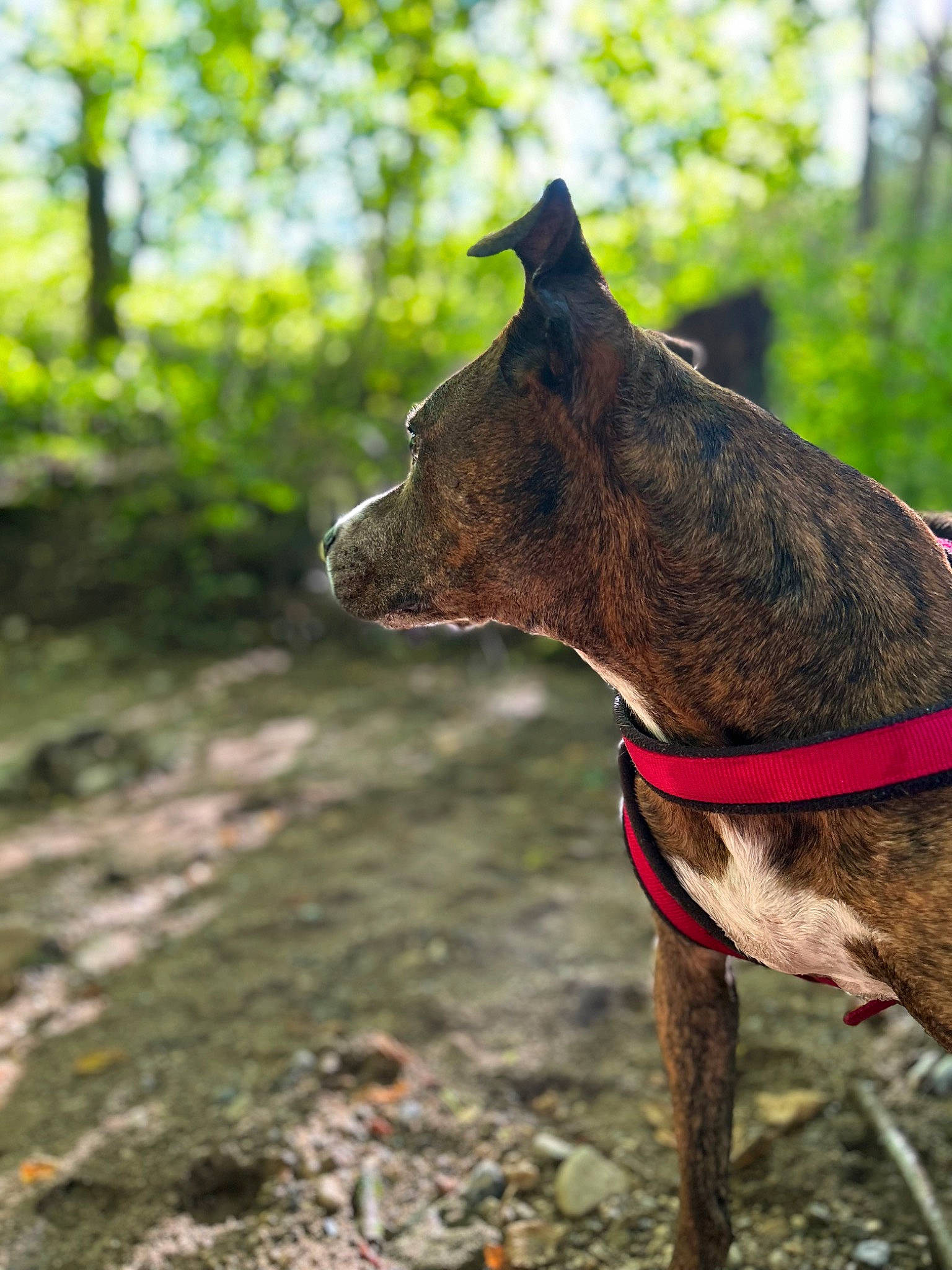 Bouba a rejoint le concours — aidez-le/la à gagner de superbes lots ! carnivore, collar, dog, dog_breed, dog_collar, electric_blue, fashion_accessory, fawn, liver, pet_supply, plant, rampur_greyhound, snout, sporting_group, tail, terrestrial_animal, terrestrial_plant, tree, wood, working_animal