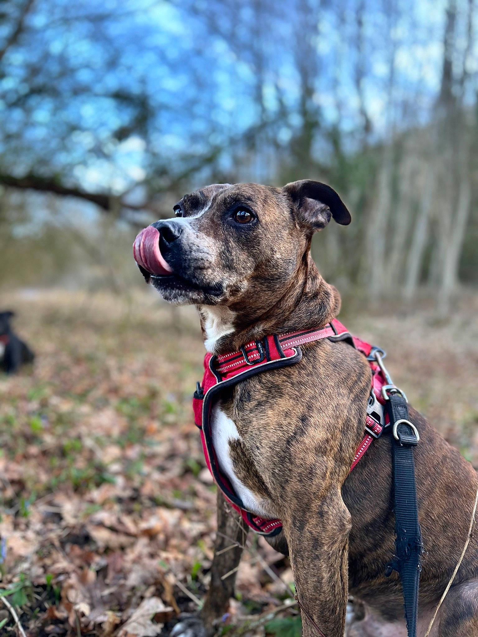 Bouba a rejoint le concours — aidez-le/la à gagner de superbes lots ! carnivore, collar, companion_dog, dog, dog_breed, dog_collar, dog_supply, fashion_accessory, fawn, grass, leash, pet_supply, plant, rampur_greyhound, sky, snout, sporting_group, terrestrial_animal, tree, working_animal