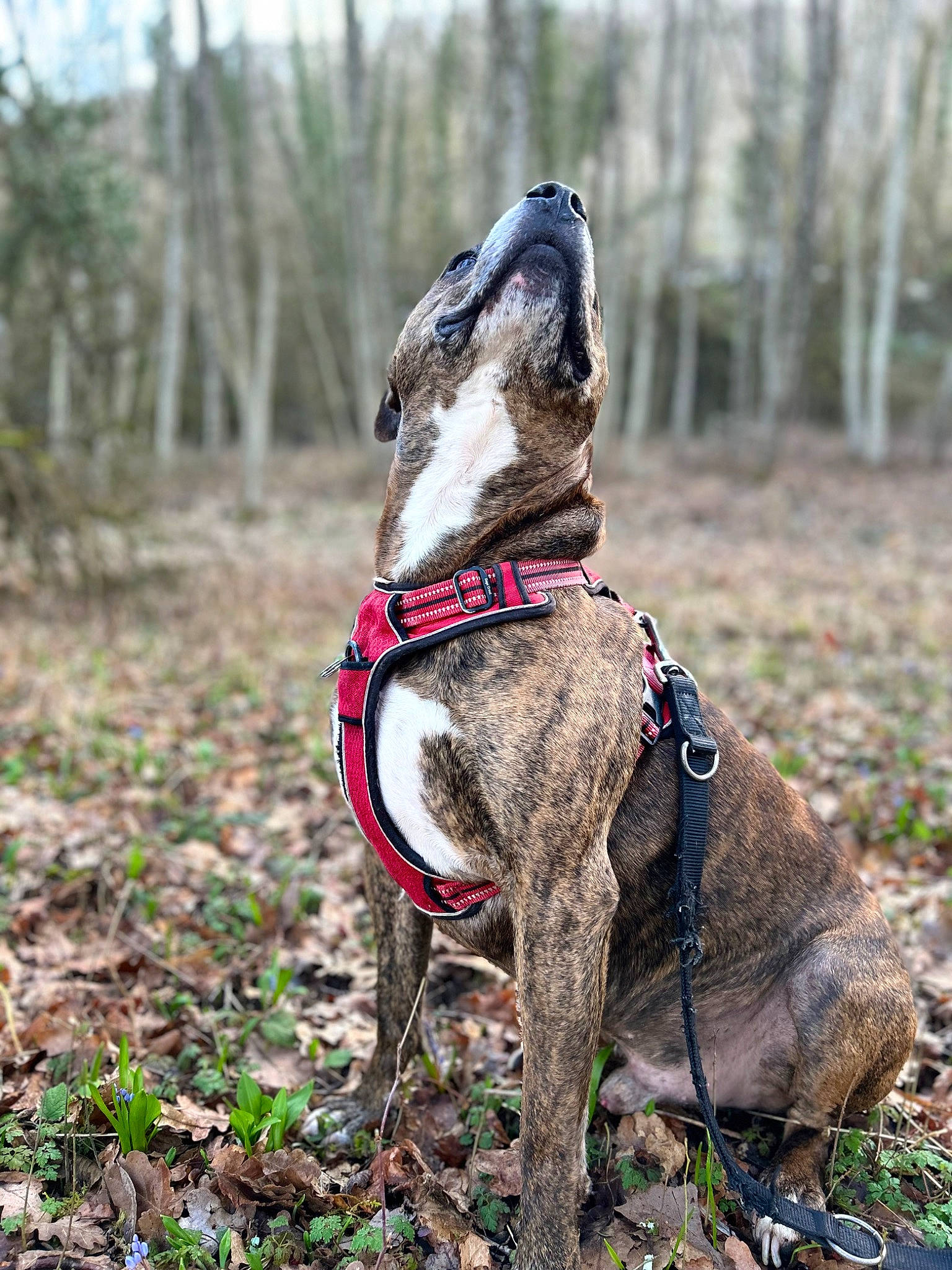 Bouba a rejoint le concours — aidez-le/la à gagner de superbes lots ! canidae, carnivore, collar, companion_dog, dog, dog_breed, dog_collar, dog_supply, fashion_accessory, fawn, leash, liver, pet_supply, plant, snout, soil, sporting_group, terrestrial_animal, tree, working_animal