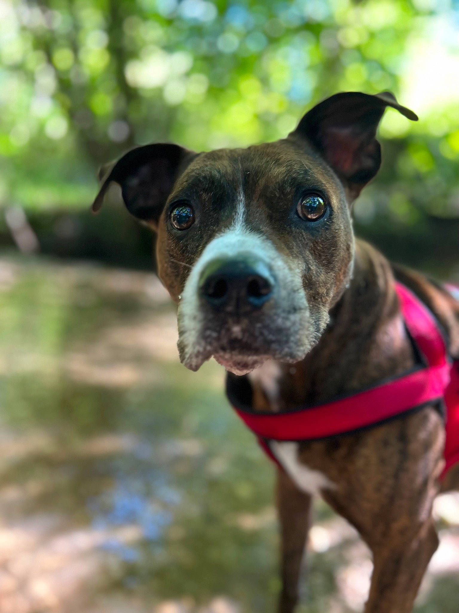 Bouba a rejoint le concours — aidez-le/la à gagner de superbes lots ! canidae, canis_panther, carnivore, collar, companion_dog, dog, dog_breed, dog_collar, eye, grass, leash, liver, pet_supply, plant, snout, sporting_group, terrestrial_animal, whiskers, working_animal, working_dog