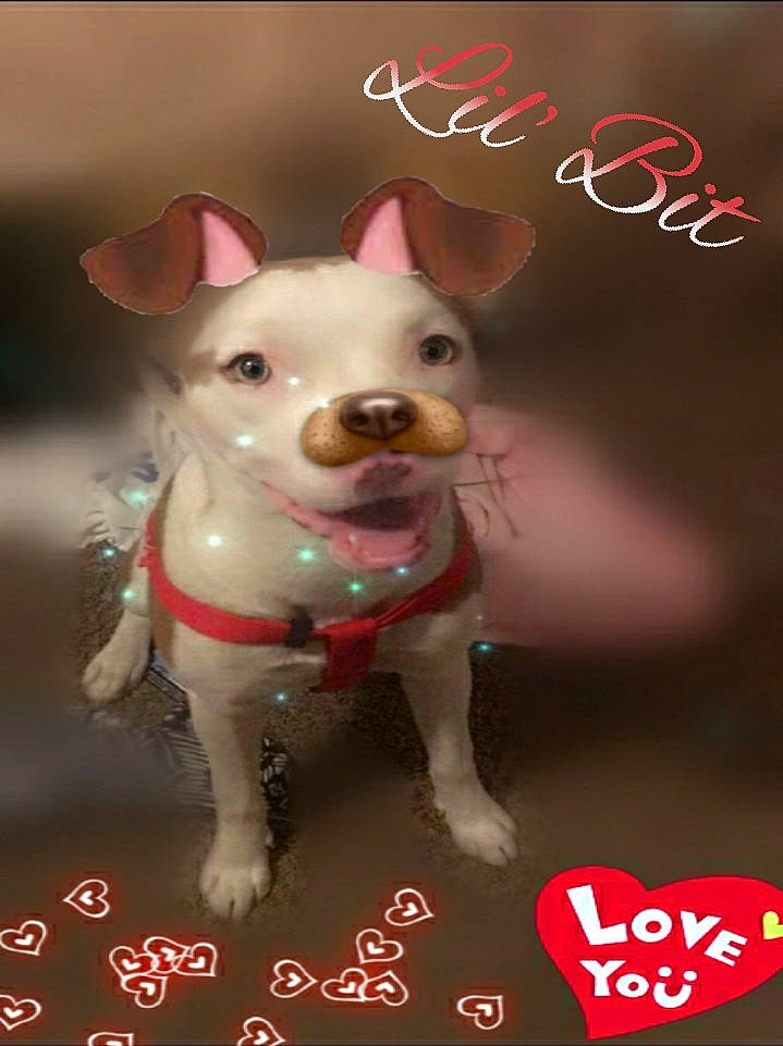 Lil' Bit is registered to the contest to win money with this photo: canidae, carnivore, chihuahua, companion_dog, dog, dog_breed, fawn, french_bulldog, non_sporting_group, photo_caption, puppy, puppy_love, snout, toy_dog