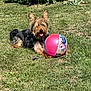 dog, grass, ball, toy, outdoor, pet, happy, tongue_out, small_dog, yard, sunlight, greenery, cute, playful, animal, fur, ears, nature, summer, garden
