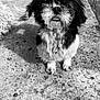 dog, black_and_white, outdoor, grass, concrete, fluffy, scruffy, pet, animal, small_dog, tongue_out, curious, standing, shadow, wooden_structure, texture, fur, cute, looking_up, nostalgic