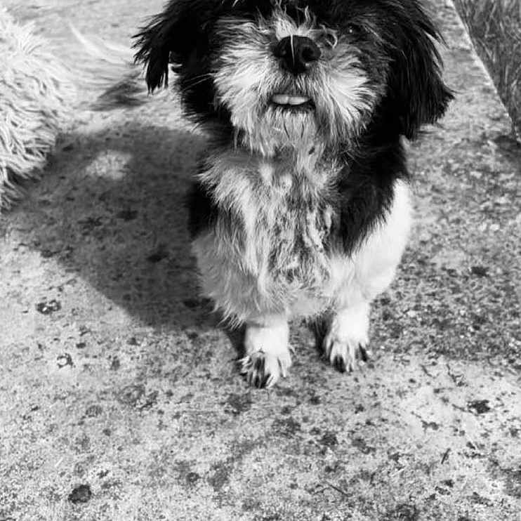 Nina participe au concours pour gagner de l'argent avec cette photo : animal, black_and_white, concrete, curious, cute, dog, fluffy, fur, grass, looking_up, nostalgic, outdoor, pet, scruffy, shadow, small_dog, standing, texture, tongue_out, wooden_structure