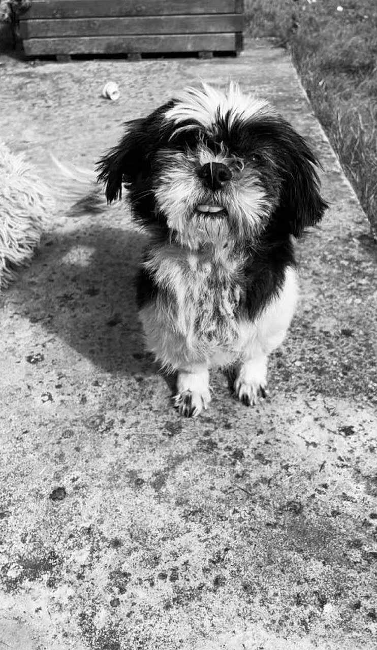 Nina participe au concours pour gagner de l'argent avec cette photo : dog, black_and_white, outdoor, grass, concrete, fluffy, scruffy, pet, animal, small_dog, tongue_out, curious, standing, shadow, wooden_structure, texture, fur, cute, looking_up, nostalgic