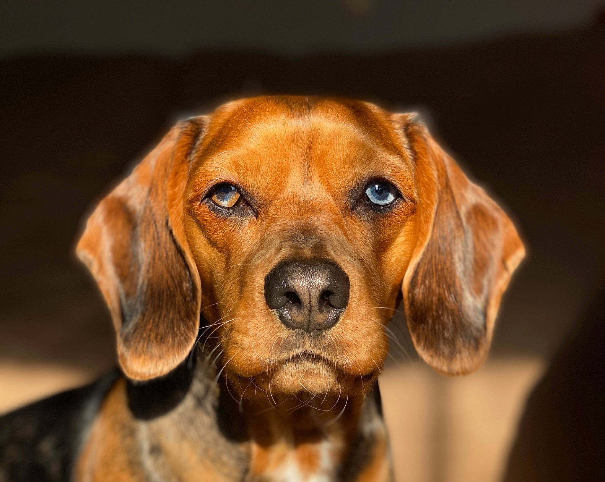 Franky joined the competition — help win amazing prizes! brown, canidae, carnivore, close_up, companion_dog, dog, dog_breed, ear, fawn, fur, hunting_dog, iris, liver, snout, sporting_group, terrestrial_animal, whiskers, working_animal