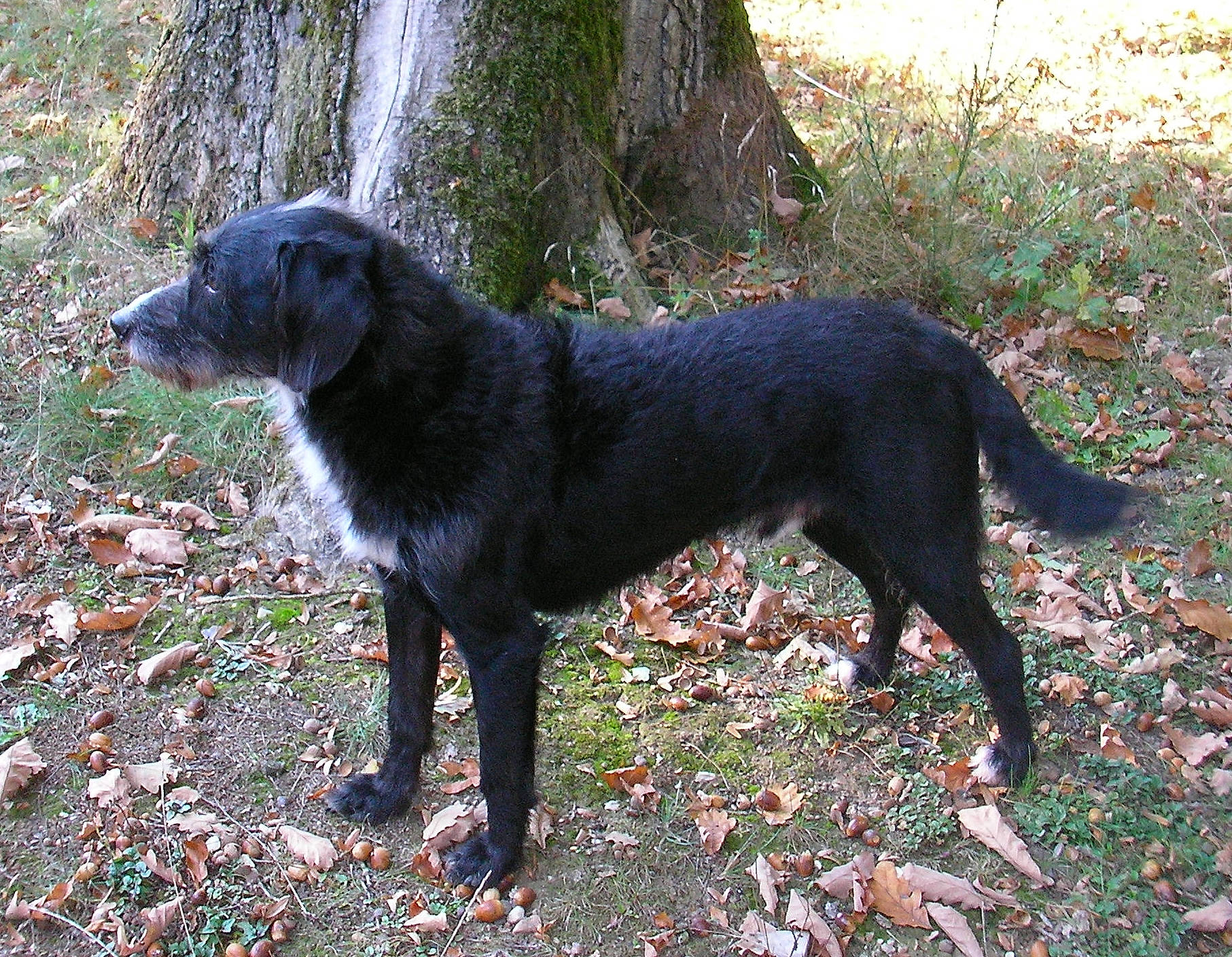 Bussy a rejoint le concours — aidez-le/la à gagner de superbes lots ! art, borador, canidae, carnivore, companion_dog, dog, dog_breed, gun_dog, hunting_dog, plant, soil, sporting_group, tail, terrestrial_animal, tree, trunk, woodland, working_animal