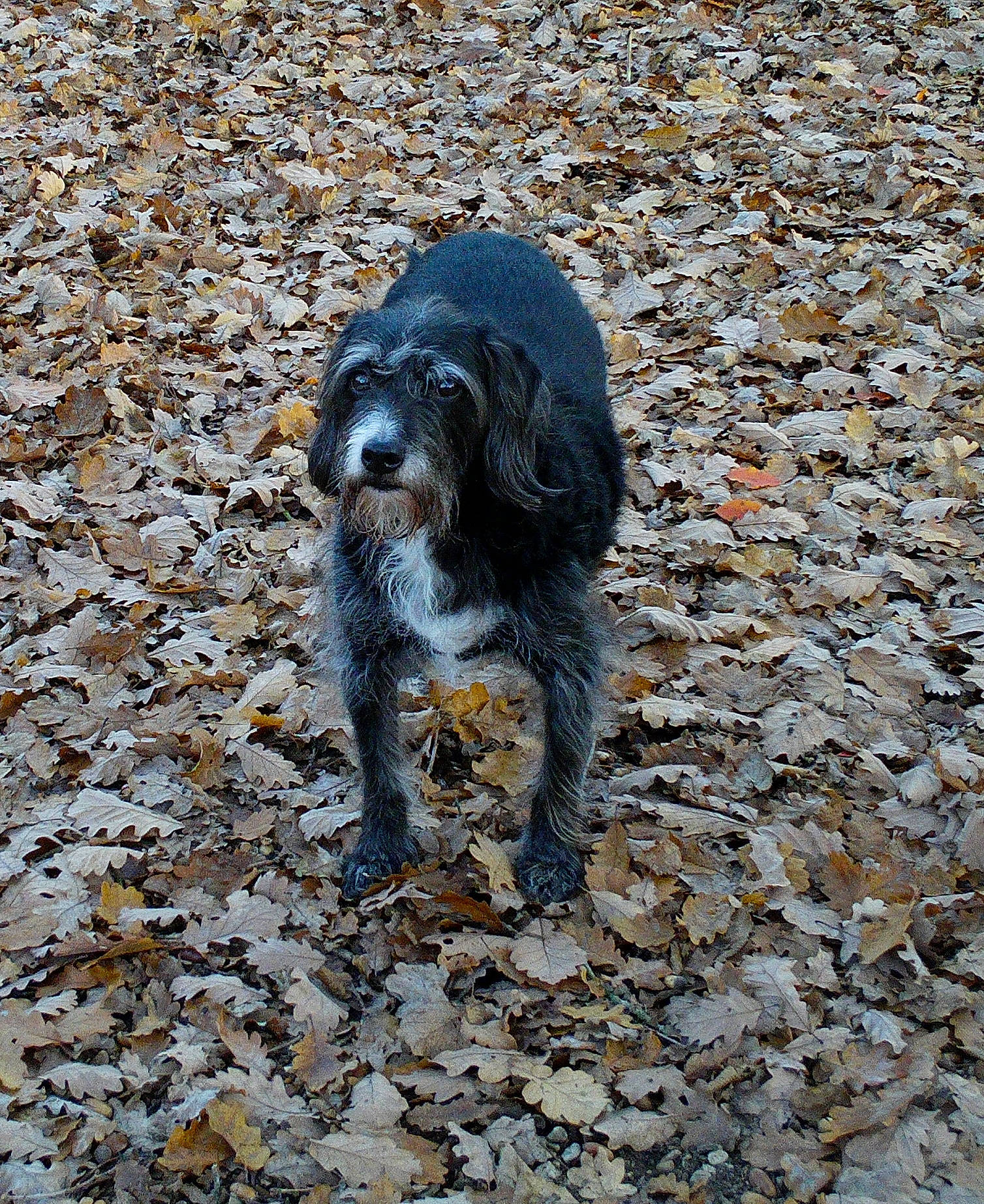 Bussy participe au concours pour gagner de l'argent avec cette photo : automotive_tire, carnivore, companion_dog, dog, dog_breed, fur, hunting_dog, soil, sporting_group, tail, terrestrial_animal