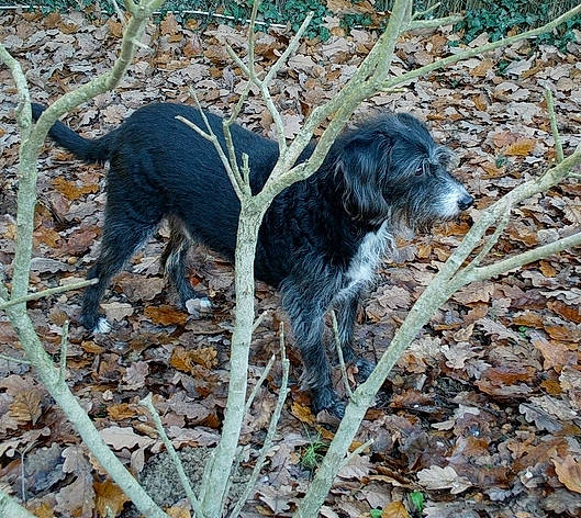 Bussy a rejoint le concours — aidez-le/la à gagner de superbes lots ! canidae, carnivore, companion_dog, dog, dog_breed, gun_dog, hunting_dog, plant, soil, sporting_group, tail, terrestrial_animal, working_animal