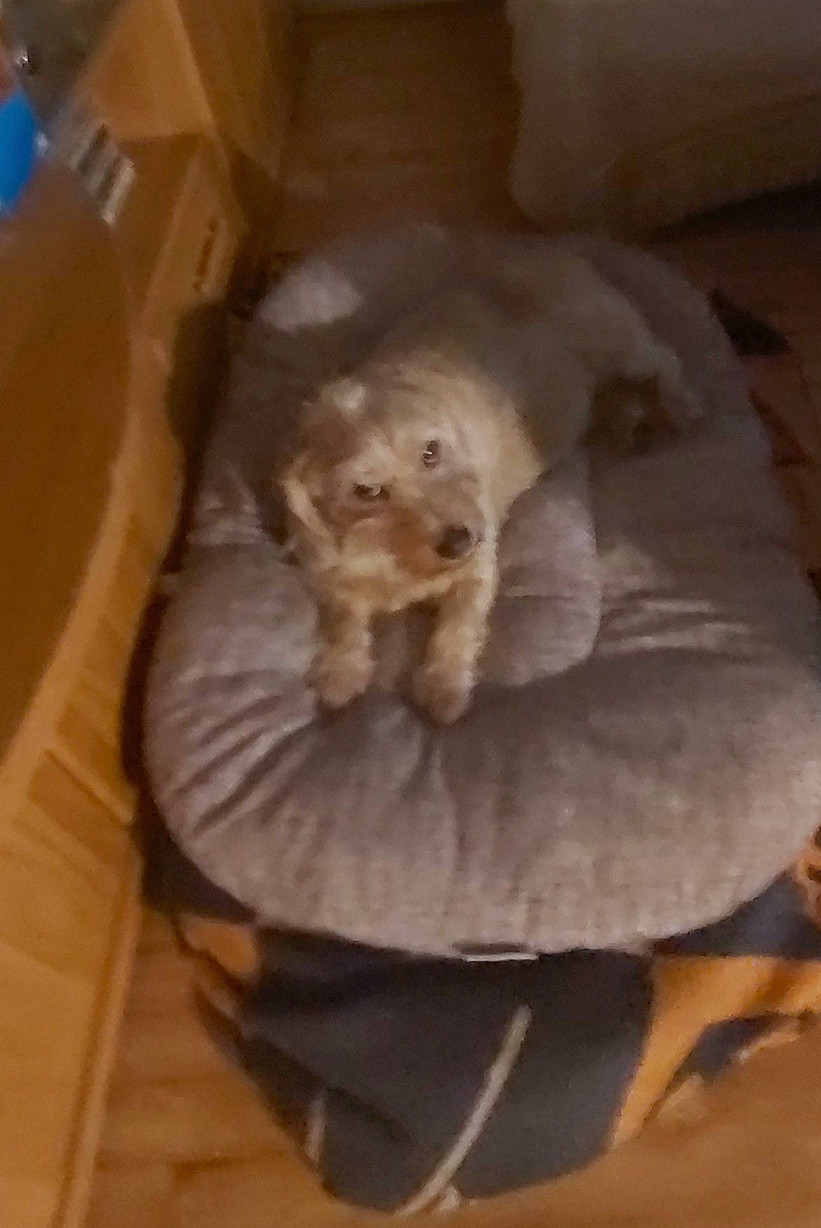 Filou participe au concours pour gagner de l'argent avec cette photo : canidae, carnivore, comfort, companion_dog, dog, dog_bed, dog_breed, fawn, felidae, flooring, fur, hardwood, pet_supply, shipping_box, small_to_medium_sized_cats, sporting_group, tail, whiskers, wood, working_animal