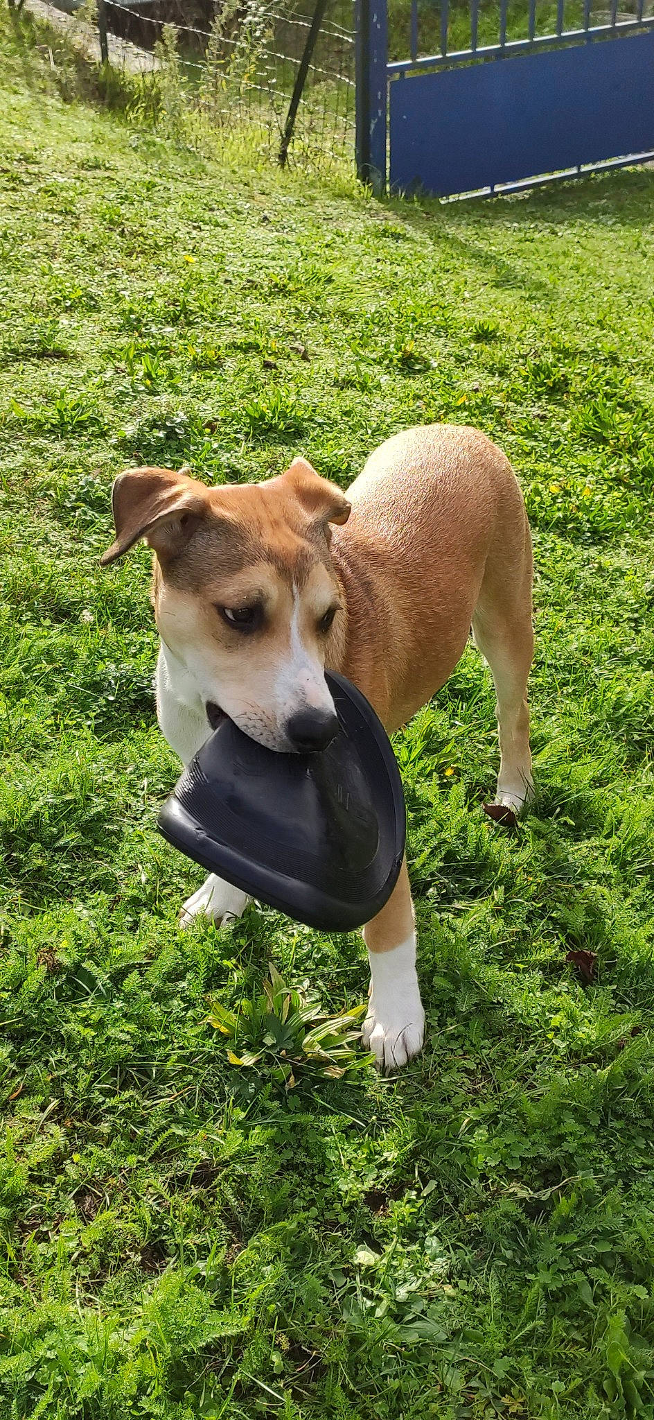 Leblond a rejoint le concours — aidez-le/la à gagner de superbes lots ! canidae, carnivore, collar, companion_dog, dog, dog_breed, dog_supply, fawn, grass, hound, pet_supply, snout, sporting_group, tail, terrestrial_animal, working_animal, working_dog