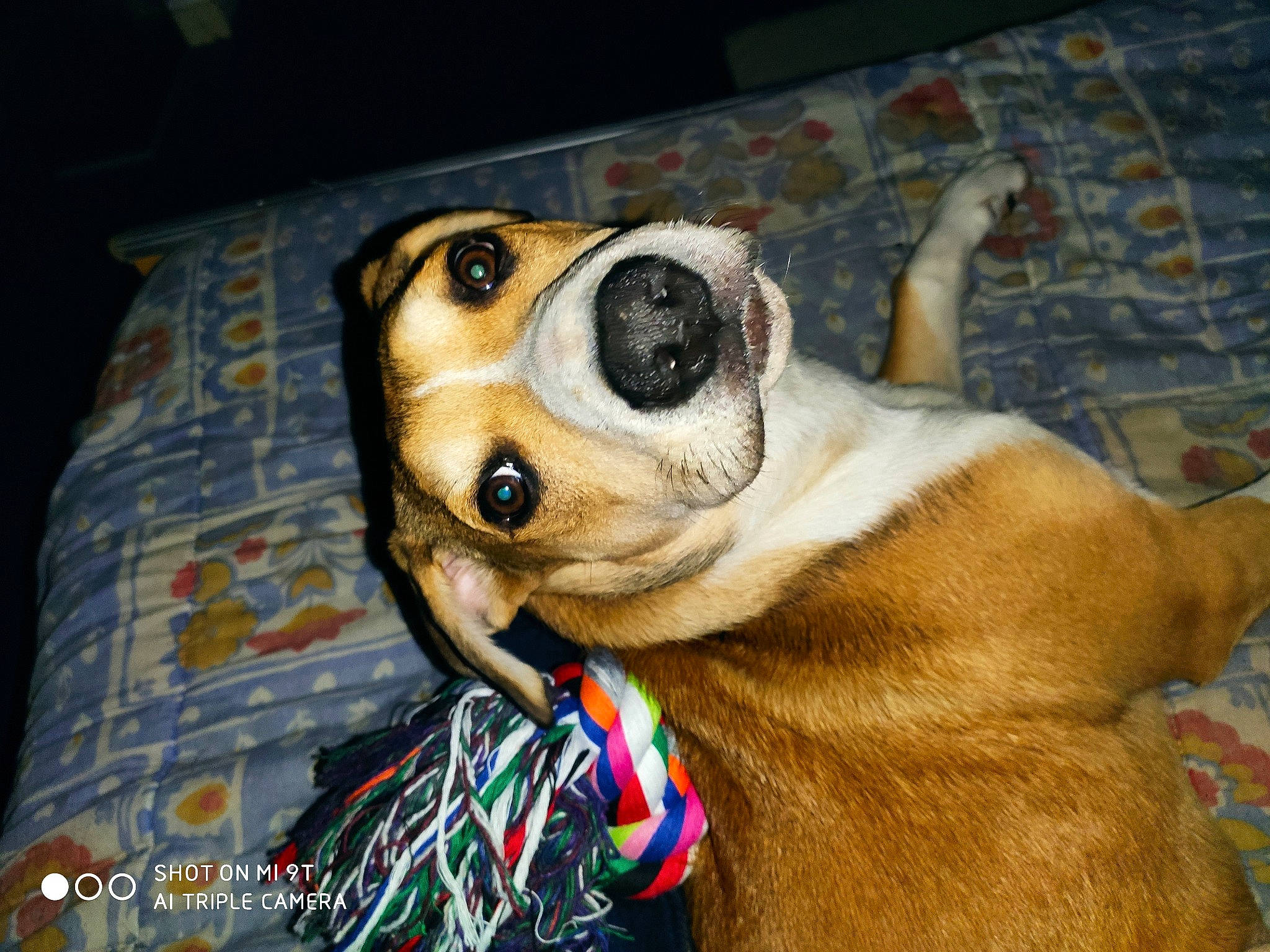 Leblond participe au concours pour gagner de l'argent avec cette photo : bed, canidae, carnivore, collar, companion_dog, dog, dog_breed, dog_collar, dog_supply, fawn, fur, leash, linens, pet_supply, plaid, snout, sporting_group, whiskers, working_animal