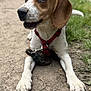 Vayana participe au concours pour gagner de l'argent avec cette photo : dog, beagle, animal, pet, outdoor, leash, harness, dirt_path, grass, ears, paws, canine, mammal, nature, portrait, closeup, alert, brown_and_white, cute, companion