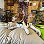 beagle, dog, pet, cushion, wooden_wall, poster, plant, indoor, resting, leash, collar, decor, hunting_theme, deer_poster, greenery, floor, relaxed, side_view, animal, cozy