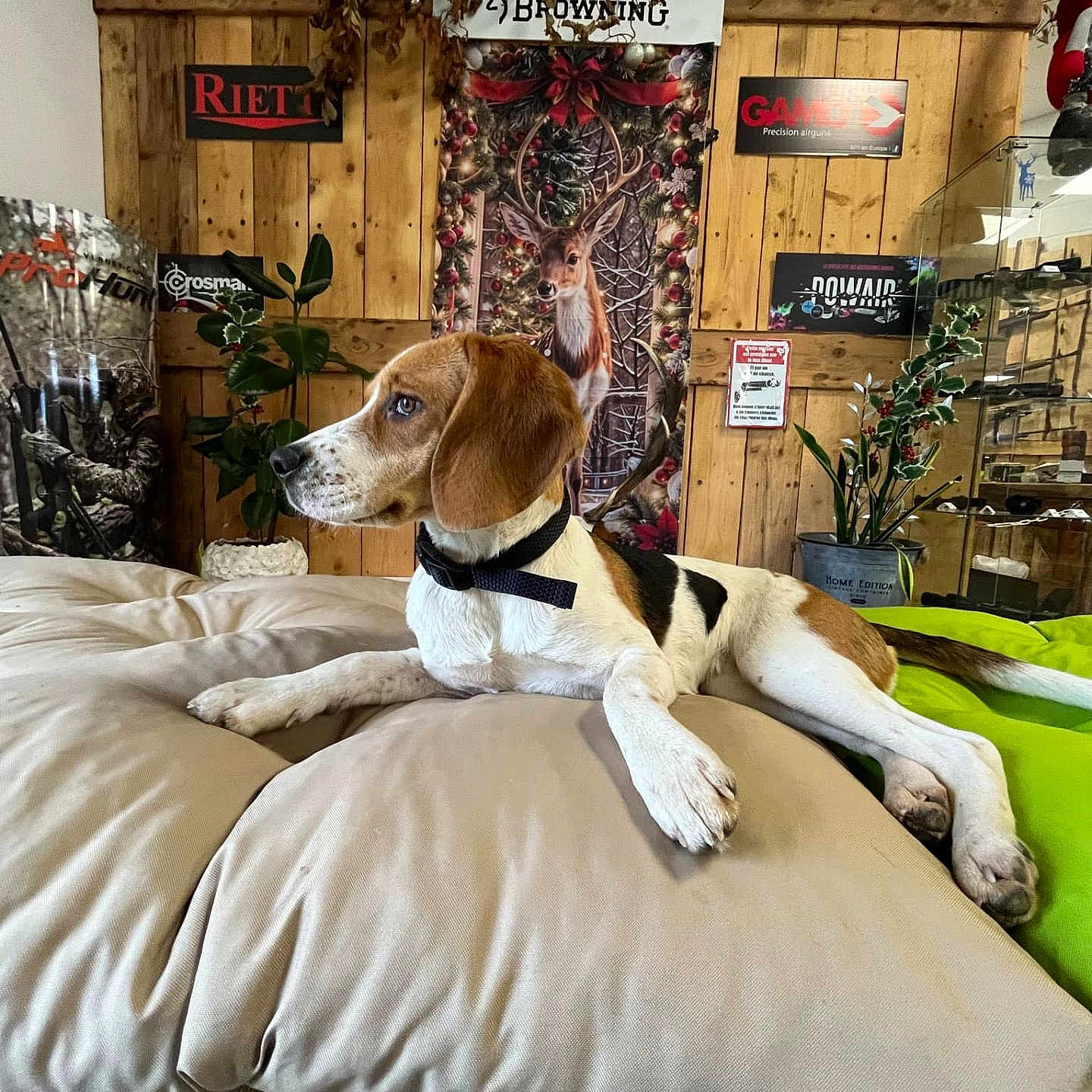 Vayana a rejoint le concours — aidez-le/la à gagner de superbes lots ! animal, beagle, collar, cozy, cushion, decor, deer_poster, dog, floor, greenery, hunting_theme, indoor, leash, pet, plant, poster, relaxed, resting, side_view, wooden_wall