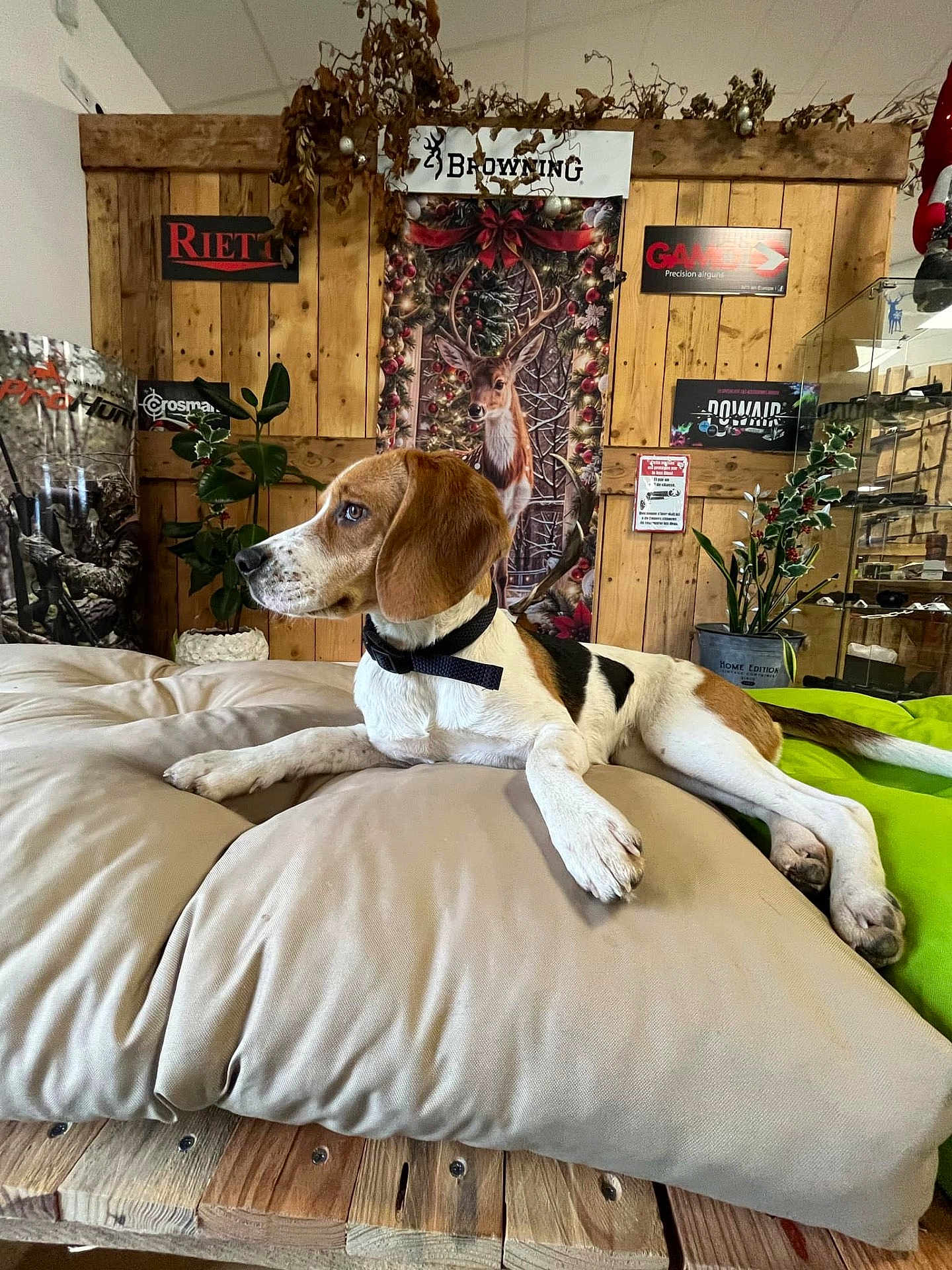 Vayana a rejoint le concours — aidez-le/la à gagner de superbes lots ! beagle, dog, pet, cushion, wooden_wall, poster, plant, indoor, resting, leash, collar, decor, hunting_theme, deer_poster, greenery, floor, relaxed, side_view, animal, cozy
