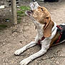 Vayana a rejoint le concours — aidez-le/la à gagner de superbes lots ! dog, beagle, howling, outdoor, dirt, harness, animal, pet, canine, lying_down, ears, snout, brown, white, black, fur, close_up, daylight, nature, muzzle