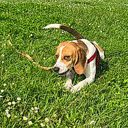 Vayana participe au concours pour gagner de l'argent avec cette photo : dog, beagle, grass, stick, flower, outdoor, pet, chewing, canine, red_harness, nature, playful, sunny, greenery, animal, mischievous, field, summer, ears, tail
