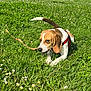dog, beagle, grass, stick, flower, outdoor, pet, chewing, canine, red_harness, nature, playful, sunny, greenery, animal, mischievous, field, summer, ears, tail