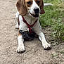 dog, beagle, animal, pet, canine, outdoor, grass, dirt_path, leash, harness, brown, white, ears, paw, lying_down, nature, muzzle, snout, fur, alert