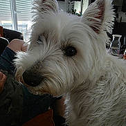 Ulyse a rejoint le concours — aidez-le/la à gagner de superbes lots ! dog, white_dog, pet, indoor, close_up, furry, ears, nose, eye, television, couch, blanket, window, curtains, houseplant, glass_jug, living_room, furniture, cozy, domestic