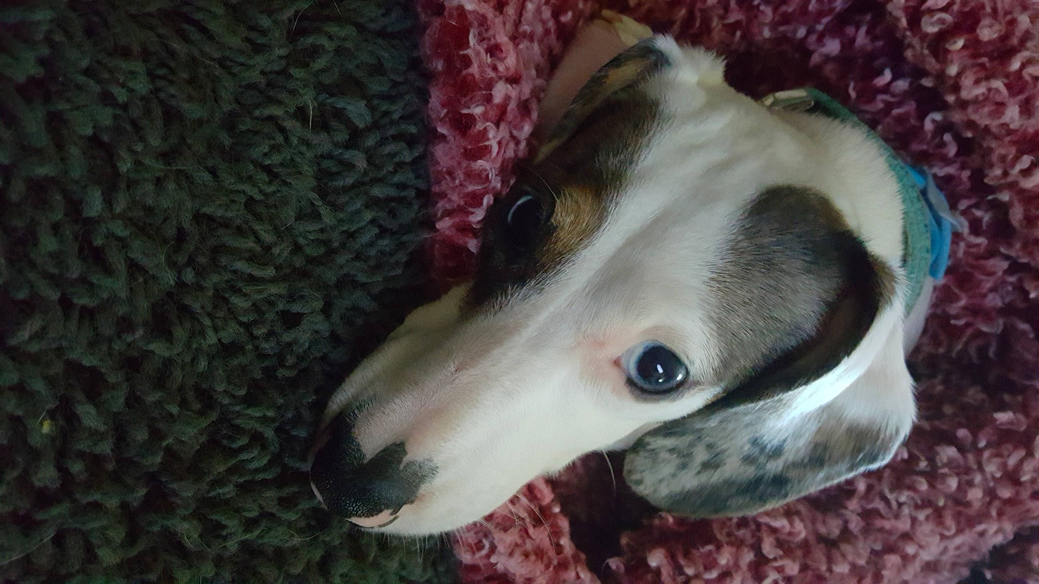 Weewee joined the competition — help win amazing prizes! canidae, carnivore, collar, companion_dog, dog, dog_breed, dog_collar, fawn, non_sporting_group, pattern, rampur_greyhound, sighthound, snout, sporting_group, terrestrial_animal, whiskers, working_animal, woven_fabric