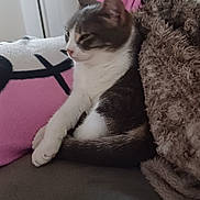 Minnie participe au concours pour gagner de l'argent avec cette photo : cat, animal, pet, feline, resting, blanket, couch, pillow, indoor, relaxed, fur, white, gray, comfort, sleepy, cozy, home, soft, living_room, domestic