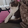 cat, animal, pet, feline, resting, blanket, couch, pillow, indoor, relaxed, fur, white, gray, comfort, sleepy, cozy, home, soft, living_room, domestic