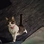 cat, pet, indoor, curious, looking_up, pink_collar, feline, floor, domestic_animal, whiskers, ears, tail, four_legs, fur, animal, cute, home, playful, standing, closeup