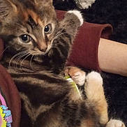 Sia participe au concours pour gagner de l'argent avec cette photo : kitten, cat, pet, animal, feline, cute, closeup, snuggling, indoor, soft, fur, whiskers, paw, resting, person, arm, blanket, cozy, relaxing, comfort