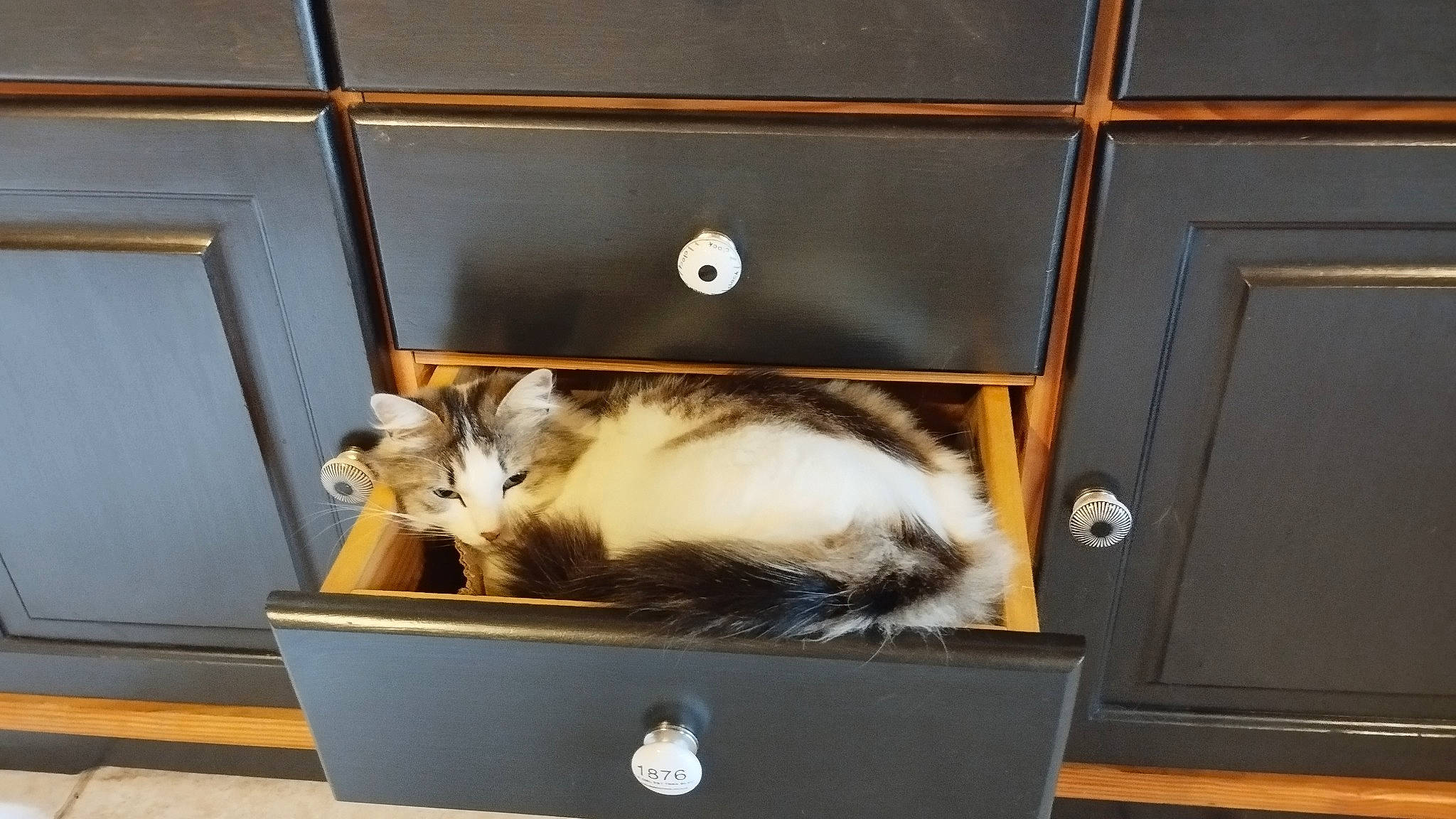 Prune a rejoint le concours — aidez-le/la à gagner de superbes lots ! box, cardboard, carnivore, cat, domestic_short_haired_cat, door, felidae, fur, hardwood, mammal, plant, room, shelf, shelving, shipping_box, small_to_medium_sized_cats, tail, vertebrate, whiskers, wood