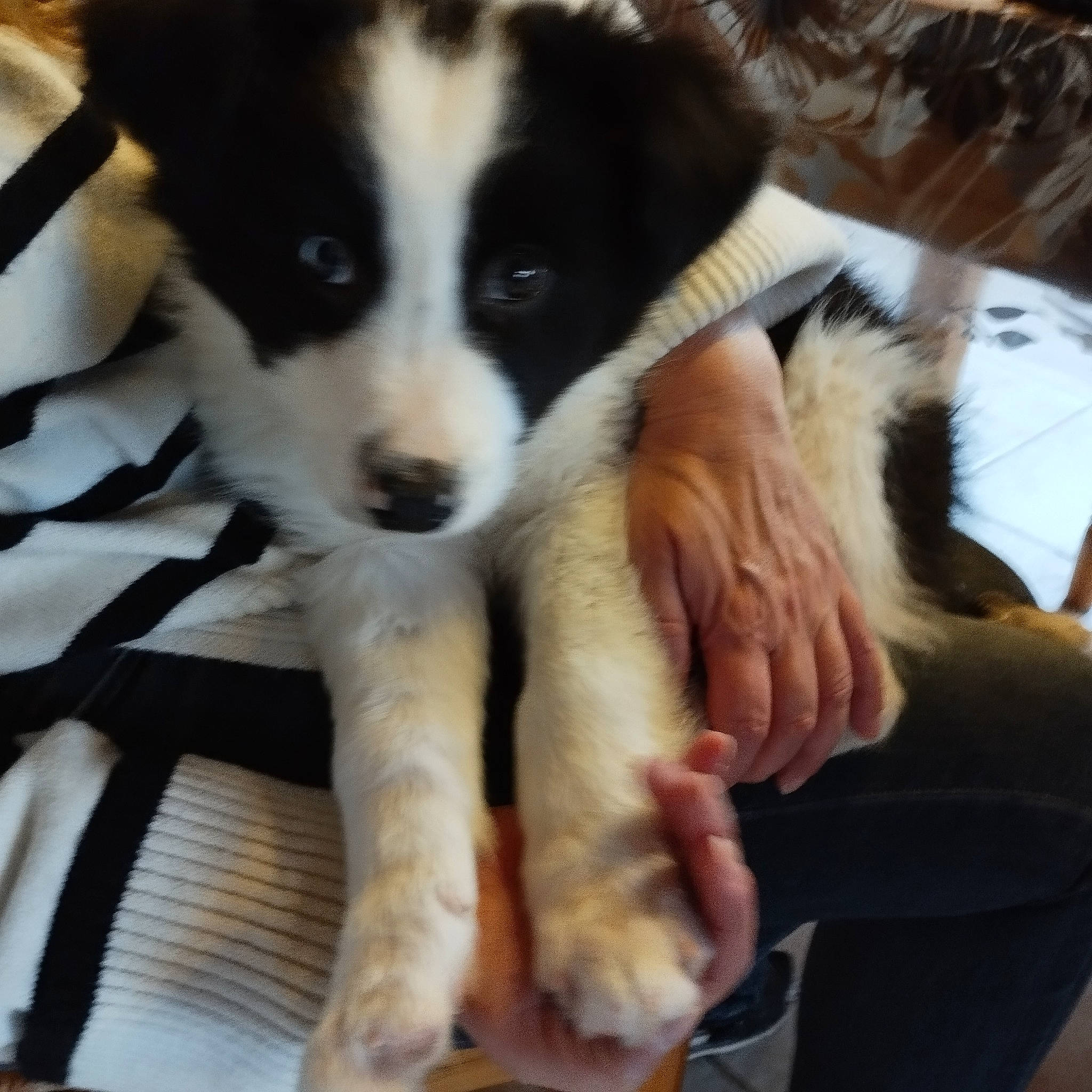 Utha a rejoint le concours — aidez-le/la à gagner de superbes lots ! border_collie, canidae, carnivore, comfort, companion_dog, dog, dog_breed, fur, herding_dog, non_sporting_group, puppy, snout, sporting_group, terrestrial_animal, toy_dog, whiskers, working_animal, working_dog